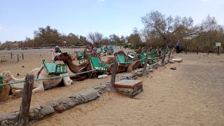 GC-Camello Safari (Maspalomas)-25.jpg